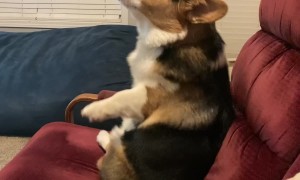Corgi Rocks Himself in Recliner