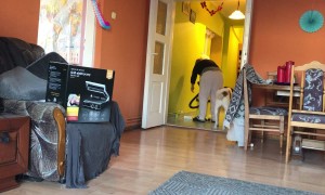 Dog Loves Getting Vacuumed