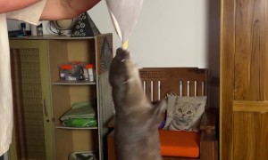 Stubborn Otter Won't Let Go of Plush Toy