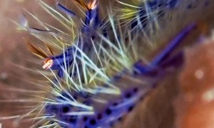 Crab Looks Like An Alien