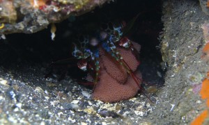 Peacock Mantis Shrimp Takes Care of Eggs