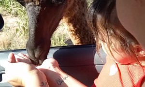 Sisters Feed Llama at Drive-Thru Reserve