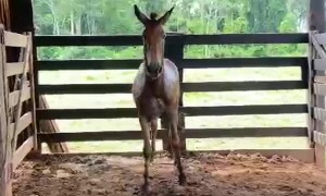Horse Falls Twice Jumping Fences