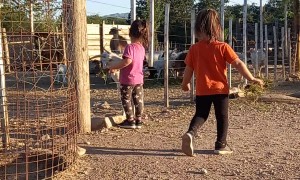 Little Trips and Falls Rushing to Feed Goats