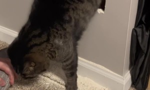 Adventurous Kitty Gets Stuck Behind Basement Wall