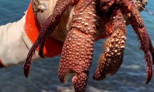 Hermit Crab Comes Out of His Shell and Does Just Fine