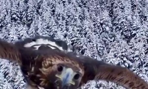 Majestic Eagle goes after flying drone 
