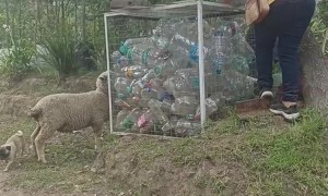 Sheep Plays Tag With Owners