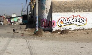 Tumbleweed Rolls Into Street Dog