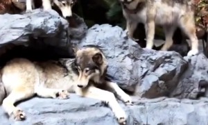 Puppy Gets Scared of Taxidermy