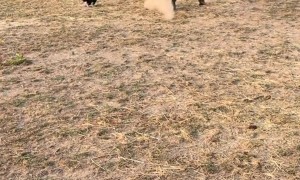 Horse Scared By Hay Cat