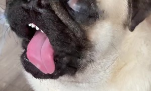 Pug Slathers Windows In Spit