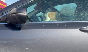 Impatient Beagle Honks Car Horn