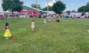 Border Collie Expertly Herds Ducks
