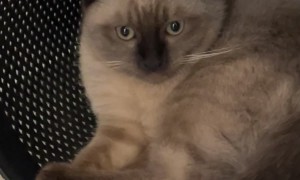 Cat Cosplays A Trash Panda