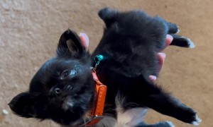 Tiny Pup Rests In A Hand