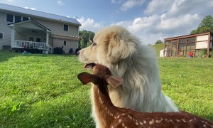 Dear Suckles On Dog's Jowls