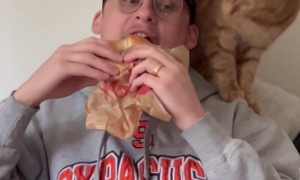 Orange Cat Wants Your Food