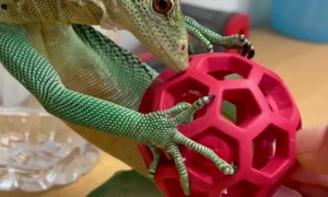 An Intelligent Lizard Plays With A Ball