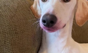 Lurcher Gets Lipstick Everywhere