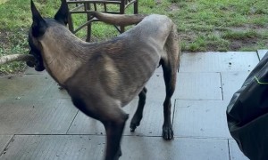 Dog Tries To Go Through Door With A Stick