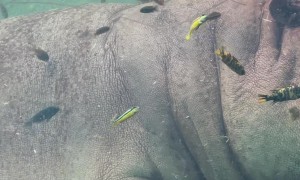 Captive Hippo Has Luxurious Spa Day