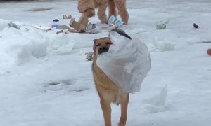 Colliding Dogs Explode Garbage Bag