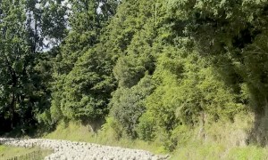 A New Zealand Traffic Jam