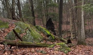 Root System Looks Like Bigfoot