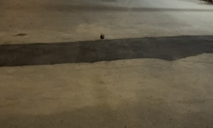 Tiny Chihuahua Goes Full Speed