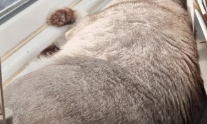 Please Do Not Disturb the Kitty