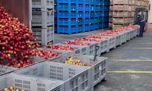Unloading a Trailer Full of Apples