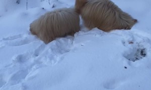 Goldendoodle Puppies Play in the Snow