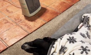 Dog Snores At High Volumes