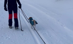 Dog Doesn't Want To Walk