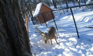 Entangled deer rescued from hammock