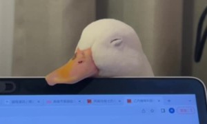 Ducks Falls Asleep on Laptop Screen