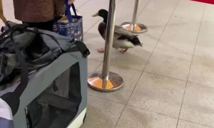 Animal Entourage in Poland