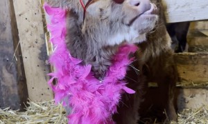 Highland Cow Enters Her Elton John Era