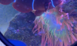 Clownfish Feeds Sea Anemone