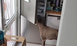 Dogs Steal Food From the Fridge
