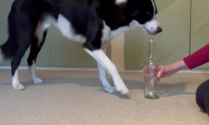 Simba The Dog Practices For His World Record