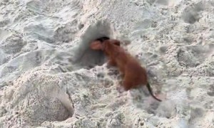 Miniature Dachshund Digs a Tunnel on the Beach