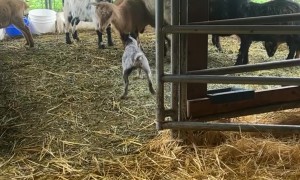 Daisy The Dog Annoys The Sheep
