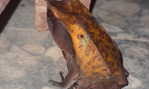 Long-Nosed Horned Frog Looks Like a Leaf