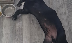 Tired Dog Lies Down to Drink Water