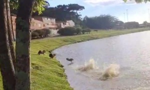 Synchronized Capybaras Jump Into Water
