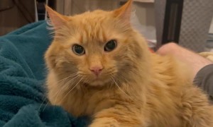 Orange Cat Makes Angry Biscuits