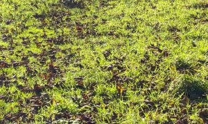 Wheelchair Dog Lives Life in the Fast Lane