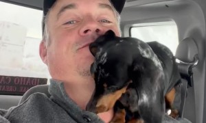 Chilly Dachshund Tries To Snuggle Inside Coat